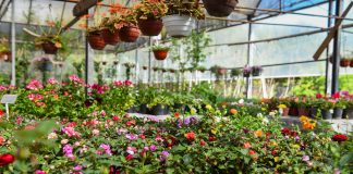 Por primera vez en la historia, la Fiesta Nacional de la Flor será bajo modalidad virtual