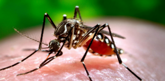 Comenzó en Escobar la Campaña de Prevención del Dengue