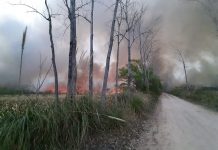 Paraná de Las Palmas: Aseguran que el incendio está bajo control
