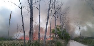 Paraná de Las Palmas: Aseguran que el incendio está bajo control