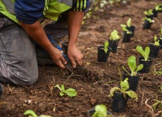 Protectores ambientales: Un programa para que vecinos y vecinas trabajen en equipo por un Escobar Sostenible