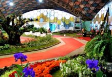 ¡Disfrutá las propuestas de shows virtuales de la Fiesta Nacional de la Flor 2020!