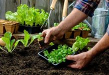 El Municipio impulsa un taller de huerta agroecológica en casa