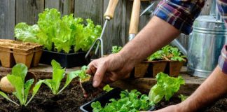 El Municipio impulsa un taller de huerta agroecológica en casa