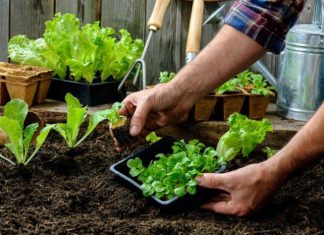 El Municipio impulsa un taller de huerta agroecológica en casa