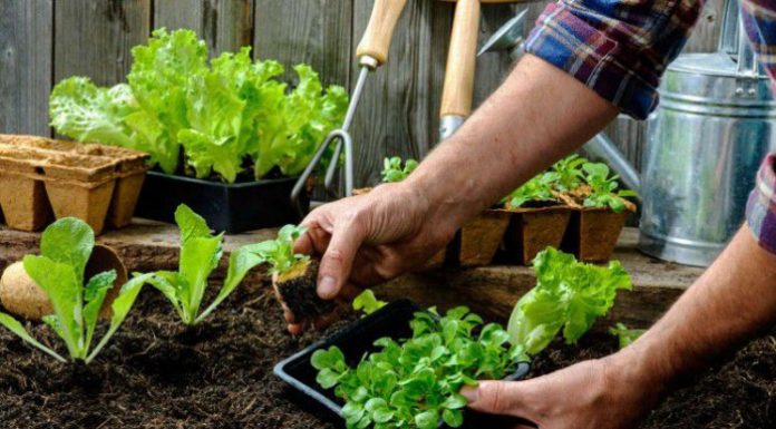 El Municipio impulsa un taller de huerta agroecológica en casa