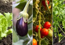 El Municipio entregará kits de semillas para fomentar el cultivo de alimentos en casa