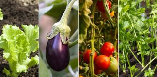 El Municipio entregará kits de semillas para fomentar el cultivo de alimentos en casa