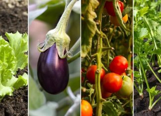 El Municipio entregará kits de semillas para fomentar el cultivo de alimentos en casa