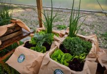 La Huerta Agroecológica Municipal cosechó sus primeros 50 kilos de verduras y se entregó alimento saludable a seis instituciones del distrito