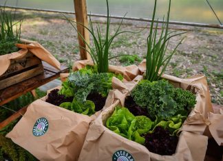 La Huerta Agroecológica Municipal cosechó sus primeros 50 kilos de verduras y se entregó alimento saludable a seis instituciones del distrito