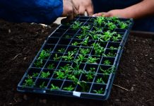 Huerta agroecológica: con récord de inscriptos comenzaron las capacitaciones