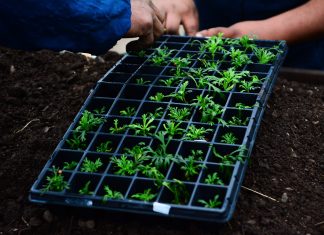 Huerta agroecológica: con récord de inscriptos comenzaron las capacitaciones