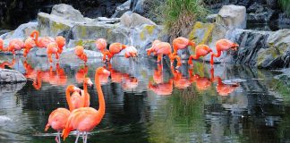 Reabrió Temaikèn con precios especiales para los escobarenses