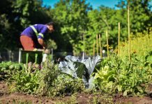 Con gran éxito la huerta agroecológica Municipal finalizó su quinta cosecha