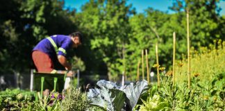 Con gran éxito la huerta agroecológica Municipal finalizó su quinta cosecha