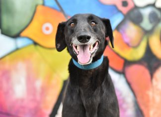 Zoonosis: 5000 mascotas atendidas y 31 nuevas adopciones en lo que va del año