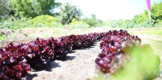 Maquinista Savio: La huerta agroecológica municipal donó su primera cosecha a merenderos y ollas