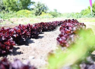 Maquinista Savio: La huerta agroecológica municipal donó su primera cosecha a merenderos y ollas