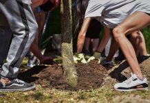 Escobar lanza una nueva campaña en el marco del Plan de Arbolado Urbano “Plantando Conciencia”