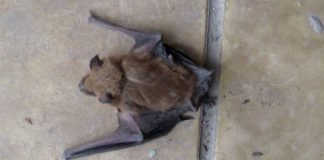 Barrio El Cazador: ante la aparición de un murciélago con rabia vacunan a perros y gatos