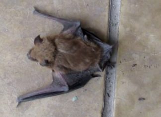 Barrio El Cazador: ante la aparición de un murciélago con rabia vacunan a perros y gatos