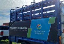 Rescatan a seis caballos que eran sometidos a maltrato