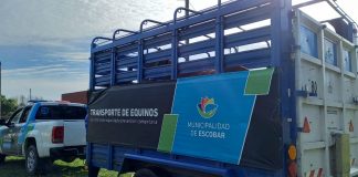 Rescatan a seis caballos que eran sometidos a maltrato