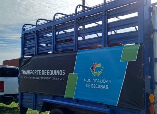 Rescatan a seis caballos que eran sometidos a maltrato