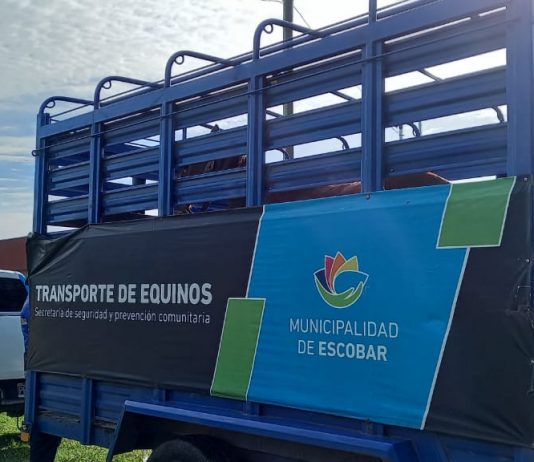 Rescatan a seis caballos que eran sometidos a maltrato