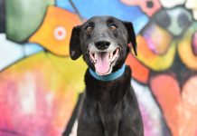 Llega la segunda edición del Festival Escomascoteros