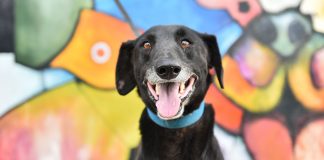 Escobar realiza el primer Festival de Adopción de Mascotas