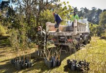 Mes del Árbol: nuevas jornadas de forestación