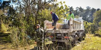 Mes del Árbol: nuevas jornadas de forestación