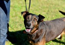 Zoonosis Escobar: continúa la campaña de vacunación antirrábica para mascotas