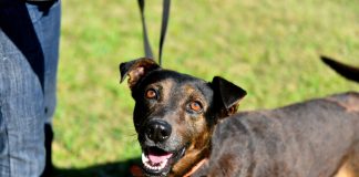 Zoonosis Escobar: continúa la campaña de vacunación antirrábica para mascotas