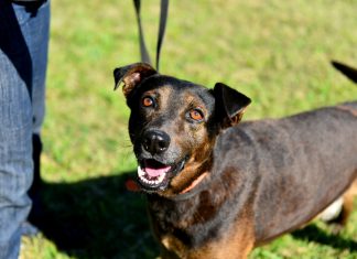 Zoonosis Escobar: continúa la campaña de vacunación antirrábica para mascotas