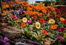 Escobar palpita la 58ª Fiesta Nacional de la Flor