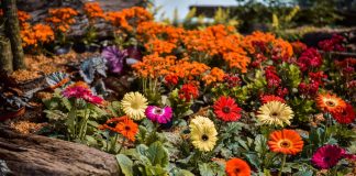 Escobar palpita la 58ª Fiesta Nacional de la Flor