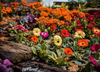 Escobar palpita la 58ª Fiesta Nacional de la Flor