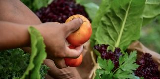 El influencer Felipe Castro de “Quiero Verde” realizará un curso de huerta agroecológica