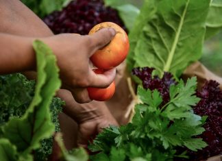 El influencer Felipe Castro de “Quiero Verde” realizará un curso de huerta agroecológica