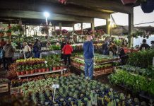 Tetsuya Hirose: “Vivimos la Fiesta Nacional de la Flor más exitosa de los últimos 10 años”