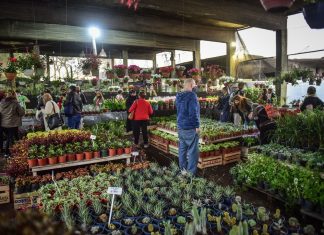 Tetsuya Hirose: “Vivimos la Fiesta Nacional de la Flor más exitosa de los últimos 10 años”