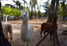 Escobar Cultura: la Municipalidad organiza actividades recreativas durante el fin de semana largo