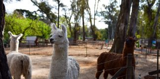 Escobar Cultura: la Municipalidad organiza actividades recreativas durante el fin de semana largo