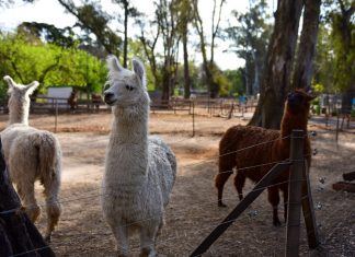 Escobar Cultura: la Municipalidad organiza actividades recreativas durante el fin de semana largo