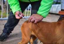 En el 2021, Zoonosis vacunó a más de 30 mil mascotas