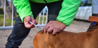 En el 2021, Zoonosis vacunó a más de 30 mil mascotas