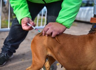 En el 2021, Zoonosis vacunó a más de 30 mil mascotas